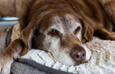 Suplimente Esențiale pentru Sănătatea Câinilor de Toate Vârstele